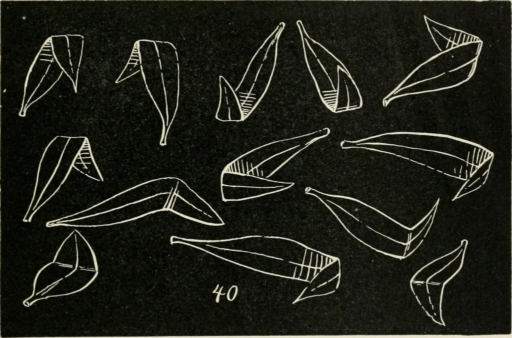 An illustration from Augsburg's drawing, book 2, 1901, leaf 138