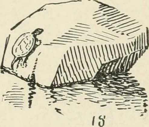 An illustration from Augsburg's drawing, book 2, 1901, leaf 159