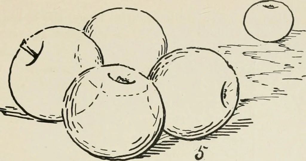 An illustration from Augsburg's drawing, book 2, 1901, leaf 22