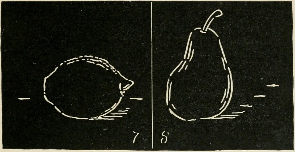 An illustration from Augsburg's drawing, book 2, 1901, leaf 24