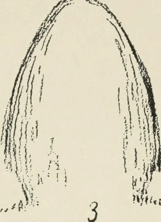 An illustration from Augsburg's drawing, book 2, 1901, leaf 26