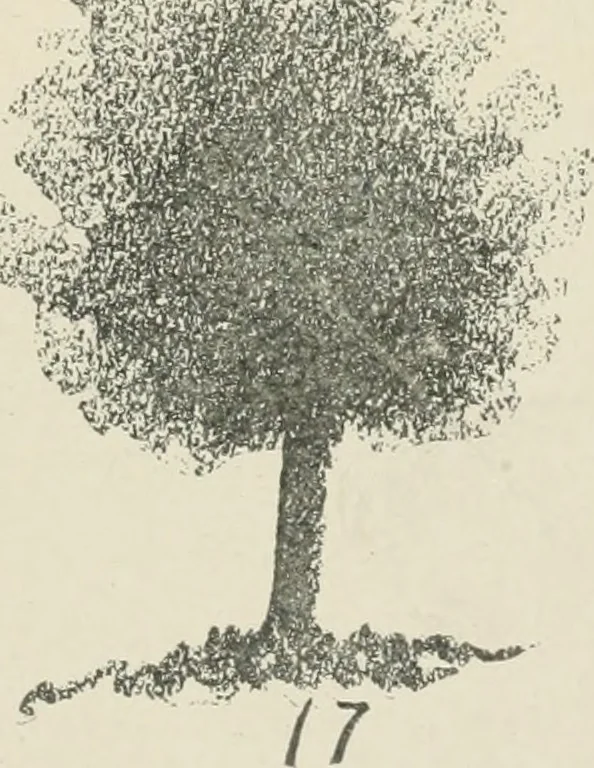 An illustration from Augsburg's drawing, book 2, 1901, leaf 28
