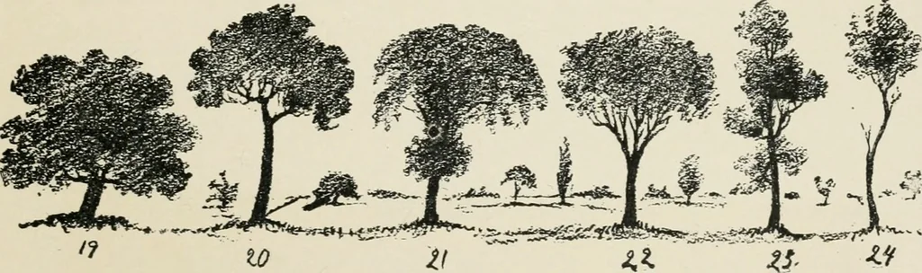 An illustration from Augsburg's drawing, book 2, 1901, leaf 30