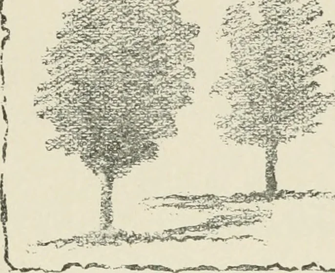 An illustration from Augsburg's drawing, book 2, 1901, leaf 31