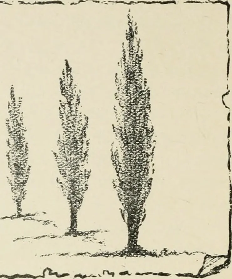 An illustration from Augsburg's drawing, book 2, 1901, leaf 31