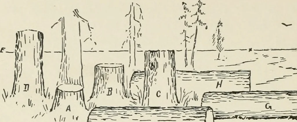 An illustration from Augsburg's drawing, book 2, 1901, leaf 49