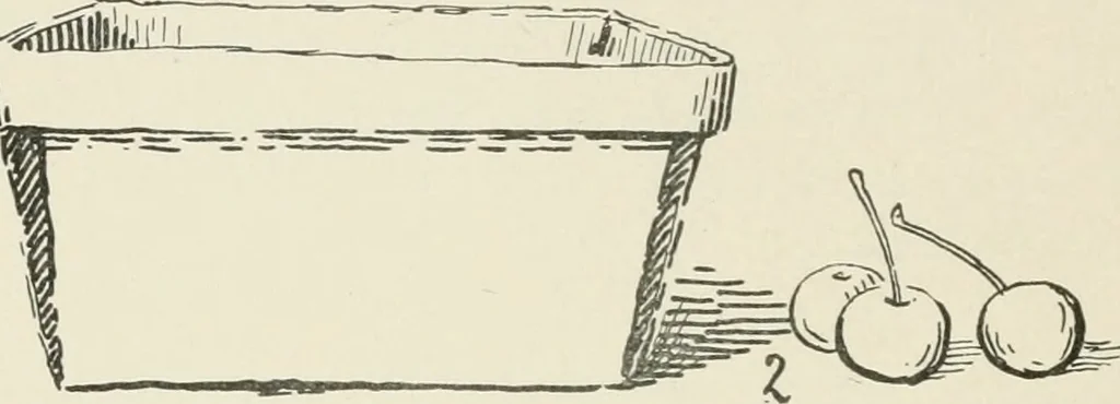 An illustration from Augsburg's drawing, book 2, 1901, leaf 61