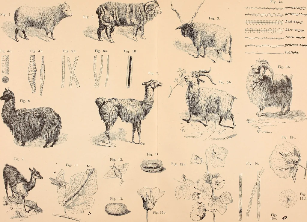An illustration from Ausführliches Handbuch der Weberei. Ein Lehr- und Hilfsbuch für Fabrikanten, Weber und Webschüler, 1909, leaf 13