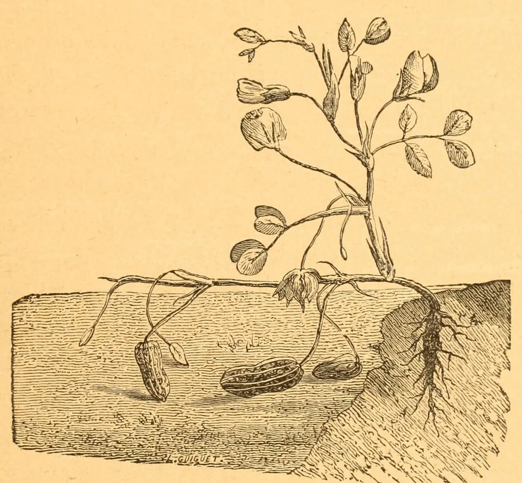 An illustration from Au Soudan : excursion dans l'Ouest africain, 1898, leaf 147