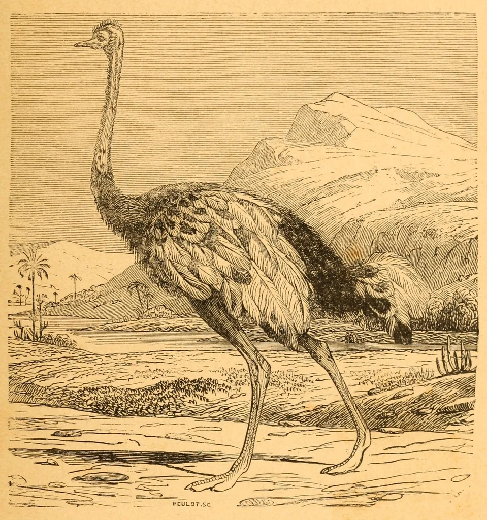 An illustration from Au Soudan : excursion dans l'Ouest africain, 1898, leaf 207