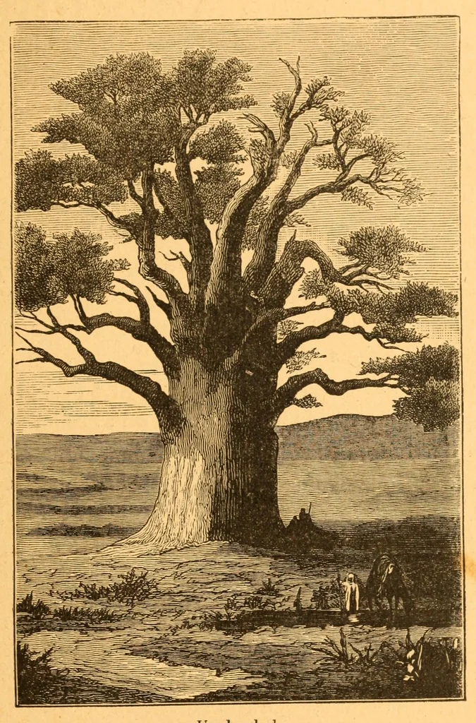 An illustration from Au Soudan : excursion dans l'Ouest africain, 1898, leaf 229