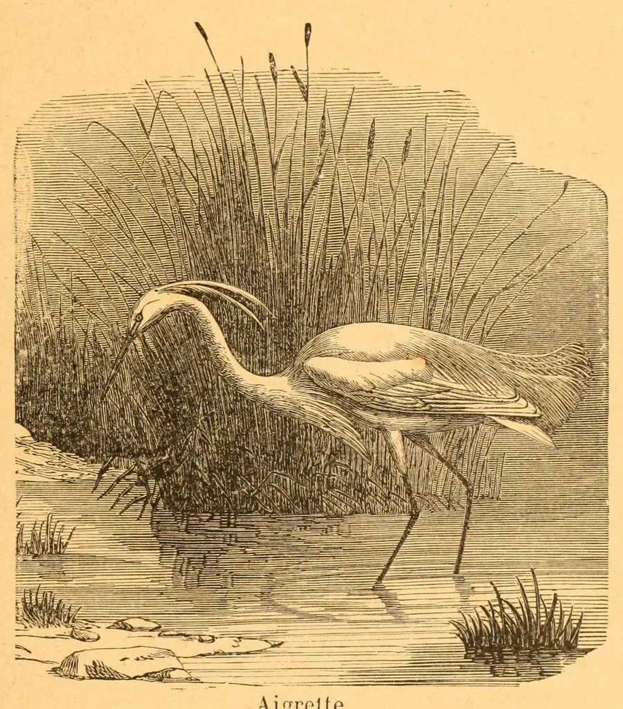 An illustration from Au Soudan : excursion dans l'Ouest africain, 1898, leaf 47