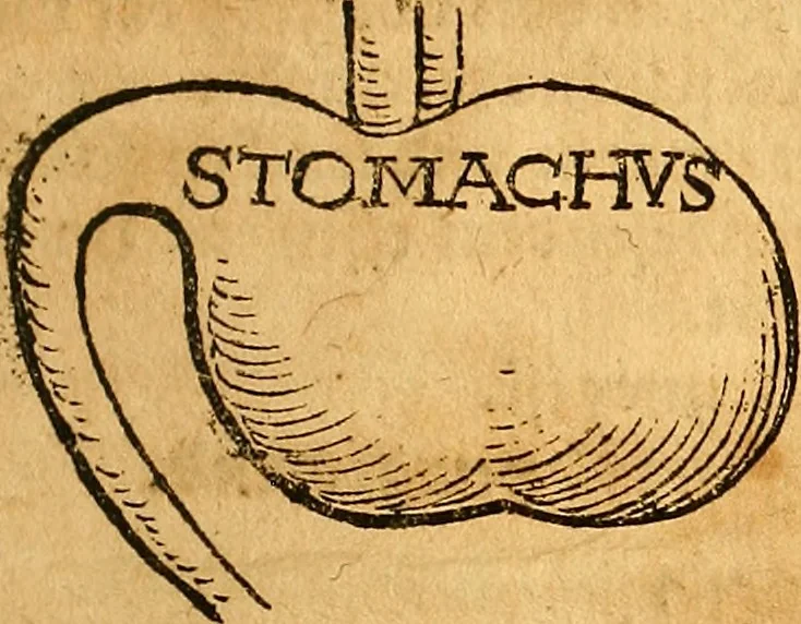 An illustration from Ausslegung und Beschreibung der Anathomy, oder, Warhafften Abconterfetung eines inwendigen Cörpers des Manns und Weibs : mit Erklerung seiner innerlichen Gelider, wie uñ wohin ein yedes von Gott erschaffen uñ geordnet : das menschlich Leben zu auffenthalte : dem gemeynen Menschen zu einem kurtzen vnd verstentlichen Bericht, 1544, leaf 14