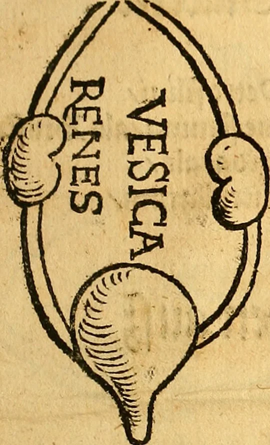 An illustration from Ausslegung und Beschreibung der Anathomy, oder, Warhafften Abconterfetung eines inwendigen Cörpers des Manns und Weibs : mit Erklerung seiner innerlichen Gelider, wie uñ wohin ein yedes von Gott erschaffen uñ geordnet : das menschlich Leben zu auffenthalte : dem gemeynen Menschen zu einem kurtzen vnd verstentlichen Bericht, 1544, leaf 22