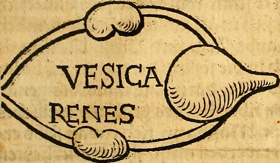 An illustration from Ausslegung und Beschreibung der Anathomy, oder, Warhafften Abconterfetung eines inwendigen Cörpers des Manns und Weibs : mit Erklerung seiner innerlichen Gelider, wie uñ wohin ein yedes von Gott erschaffen uñ geordnet : das menschlich Leben zu auffenthalte : dem gemeynen Menschen zu einem kurtzen vnd verstentlichen Bericht, 1544, leaf 24