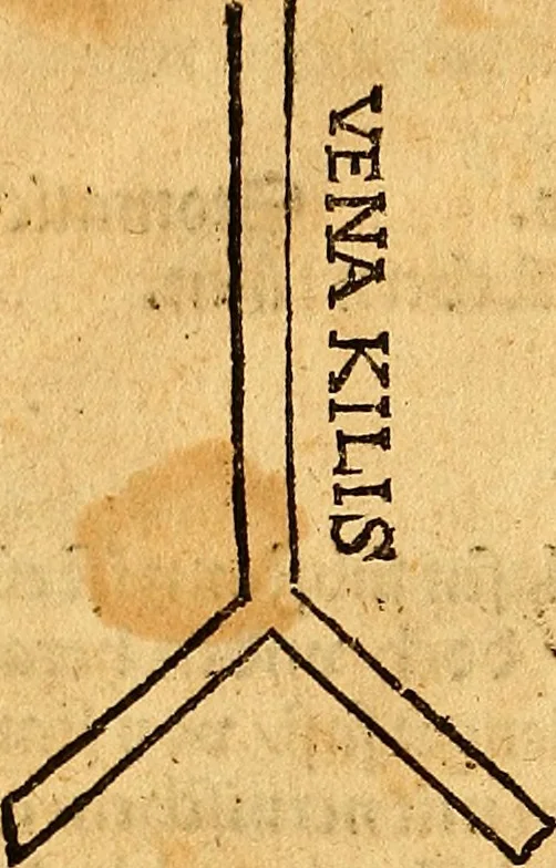An illustration from Ausslegung und Beschreibung der Anathomy, oder, Warhafften Abconterfetung eines inwendigen Cörpers des Manns und Weibs : mit Erklerung seiner innerlichen Gelider, wie uñ wohin ein yedes von Gott erschaffen uñ geordnet : das menschlich Leben zu auffenthalte : dem gemeynen Menschen zu einem kurtzen vnd verstentlichen Bericht, 1544, leaf 25