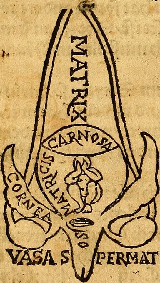 An illustration from Ausslegung und Beschreibung der Anathomy, oder, Warhafften Abconterfetung eines inwendigen Cörpers des Manns und Weibs : mit Erklerung seiner innerlichen Gelider, wie uñ wohin ein yedes von Gott erschaffen uñ geordnet : das menschlich Leben zu auffenthalte : dem gemeynen Menschen zu einem kurtzen vnd verstentlichen Bericht, 1544, leaf 25