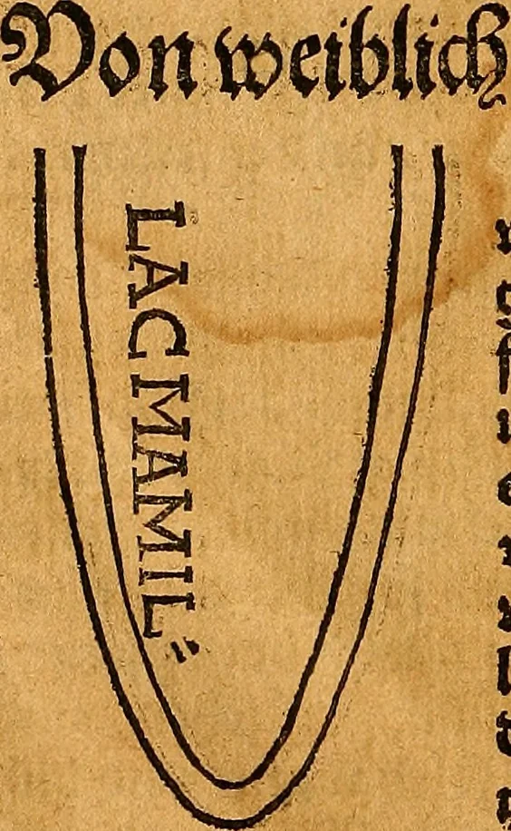 An illustration from Ausslegung und Beschreibung der Anathomy, oder, Warhafften Abconterfetung eines inwendigen Cörpers des Manns und Weibs : mit Erklerung seiner innerlichen Gelider, wie uñ wohin ein yedes von Gott erschaffen uñ geordnet : das menschlich Leben zu auffenthalte : dem gemeynen Menschen zu einem kurtzen vnd verstentlichen Bericht, 1544, leaf 7