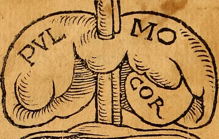 An illustration from Ausslegung und Beschreibung der Anathomy, oder, Warhafften Abconterfetung eines inwendigen Cörpers des Manns und Weibs : mit Erklerung seiner innerlichen Gelider, wie uñ wohin ein yedes von Gott erschaffen uñ geordnet : das menschlich Leben zu auffenthalte : dem gemeynen Menschen zu einem kurtzen vnd verstentlichen Bericht, 1544, leaf 9