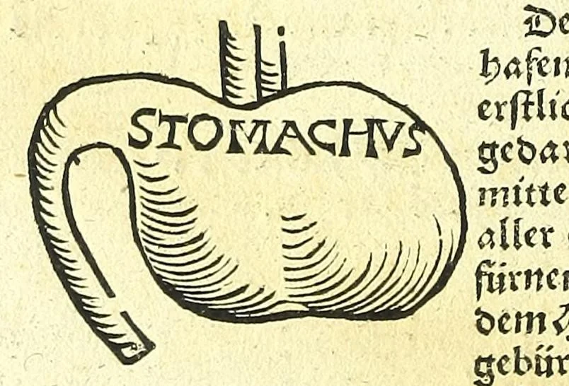 An illustration from Ausslegung und Beschreybung der Anatomi,, 1539, leaf 14