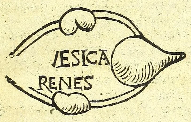 An illustration from Ausslegung und Beschreybung der Anatomi,, 1539, leaf 23