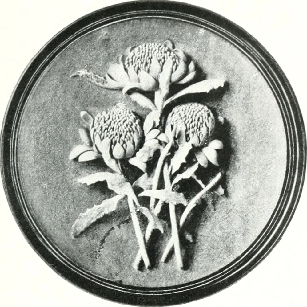An illustration from The Australian flora in applied art, 1915, leaf 106