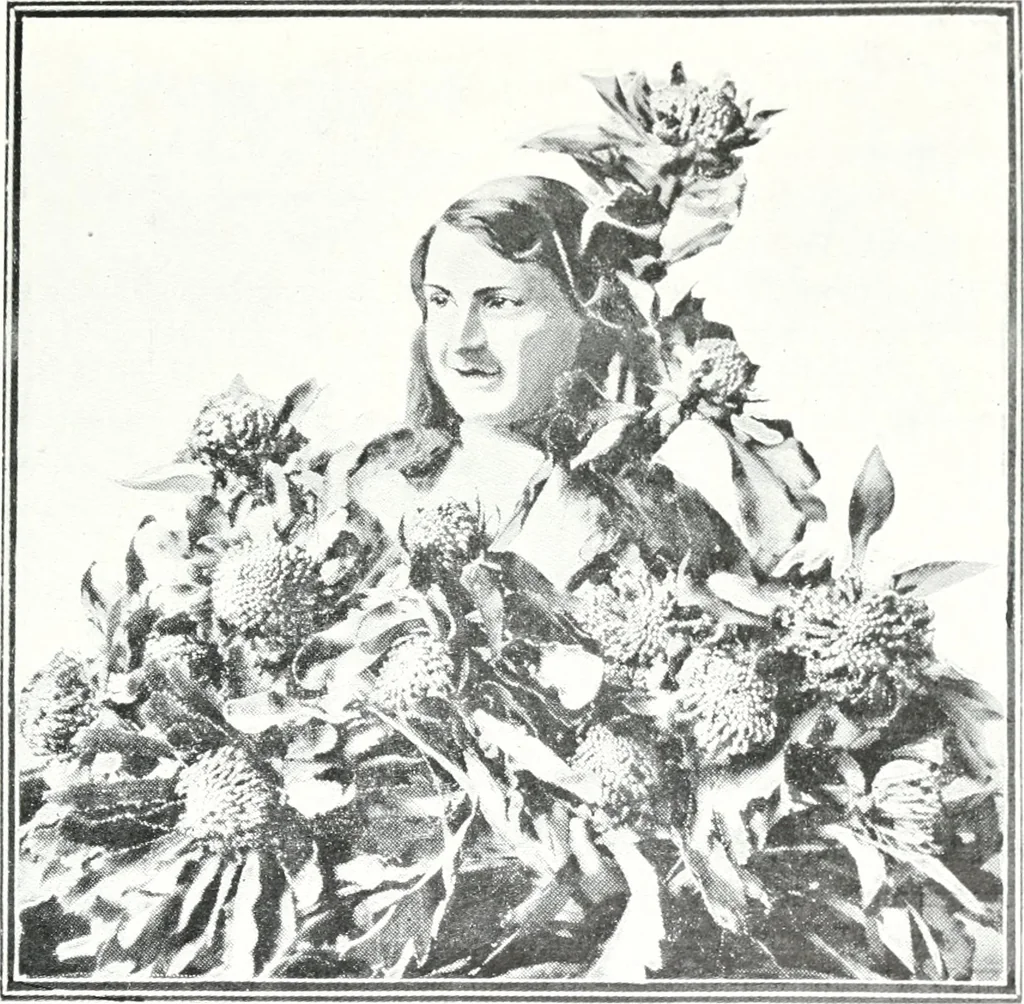 An illustration from The Australian flora in applied art, 1915, leaf 108