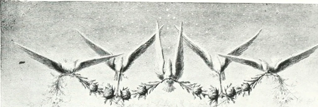 An illustration from The Australian flora in applied art, 1915, leaf 144
