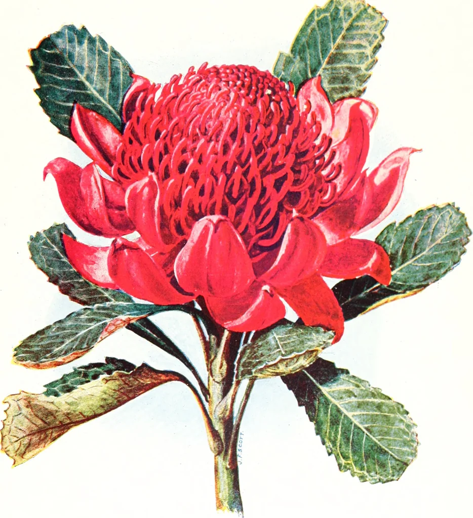 An illustration from The Australian flora in applied art, 1915, leaf 16