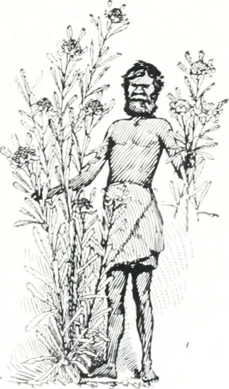 An illustration from The Australian flora in applied art, 1915, leaf 4