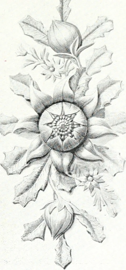 An illustration from The Australian flora in applied art, 1915, leaf 48
