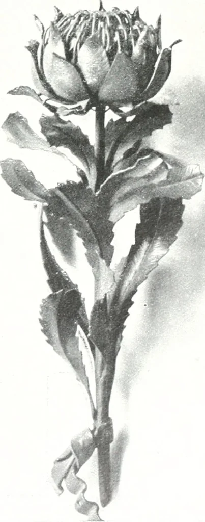 An illustration from The Australian flora in applied art, 1915, leaf 70