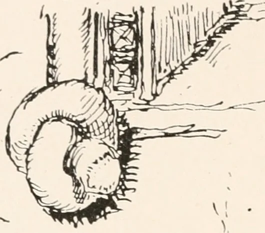 An illustration from Autobiographical notes of the life of William Bell Scott : and notices of his artistic and poetic circle of friends, 1830 to 1882, 1892, leaf 95