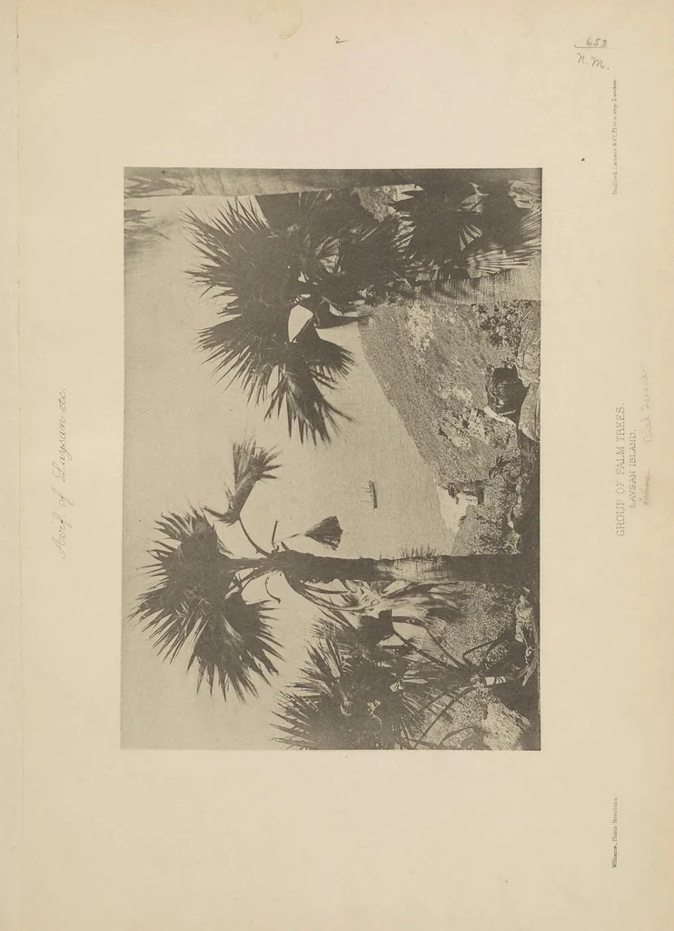 An illustration from The avifauna of Laysan and the neighbouring islands : with a complete history to date of the birds of the Hawaiian possessions, 1893, leaf 11