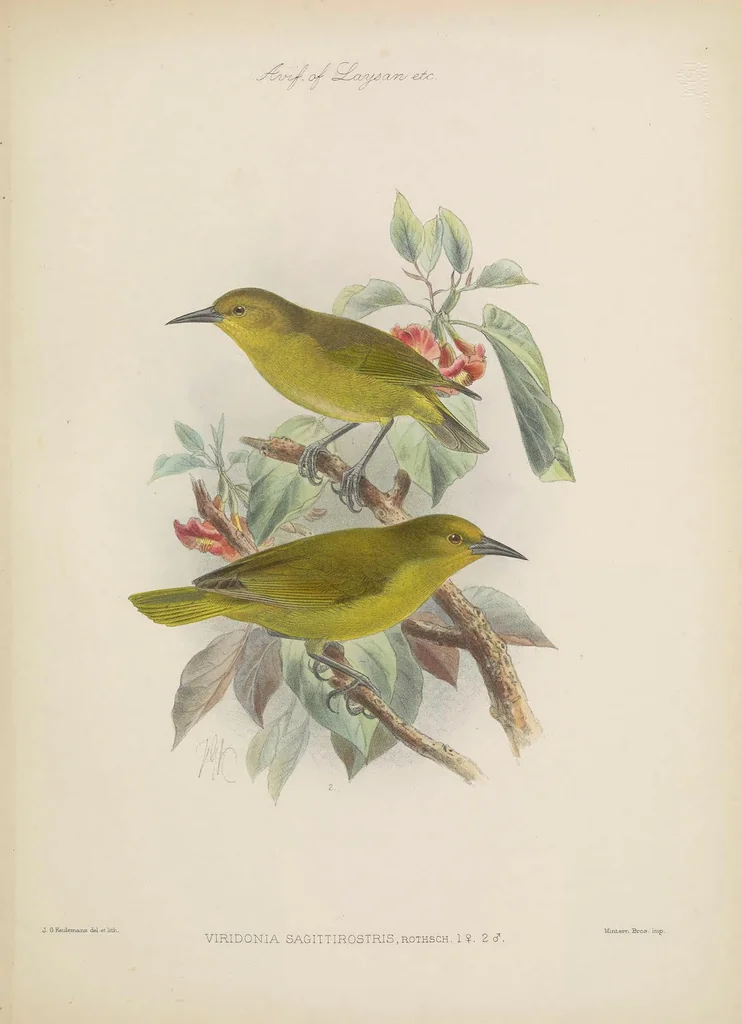 An illustration from The avifauna of Laysan and the neighbouring islands : with a complete history to date of the birds of the Hawaiian possessions, 1893, leaf 117