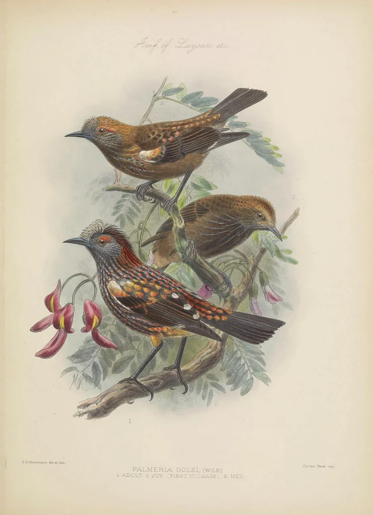 An illustration from The avifauna of Laysan and the neighbouring islands : with a complete history to date of the birds of the Hawaiian possessions, 1893, leaf 129