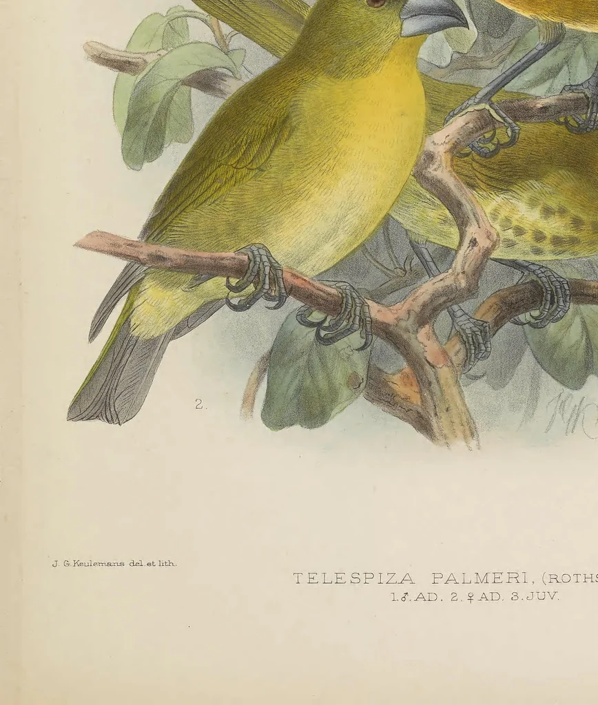 An illustration from The avifauna of Laysan and the neighbouring islands : with a complete history to date of the birds of the Hawaiian possessions, 1893, leaf 145