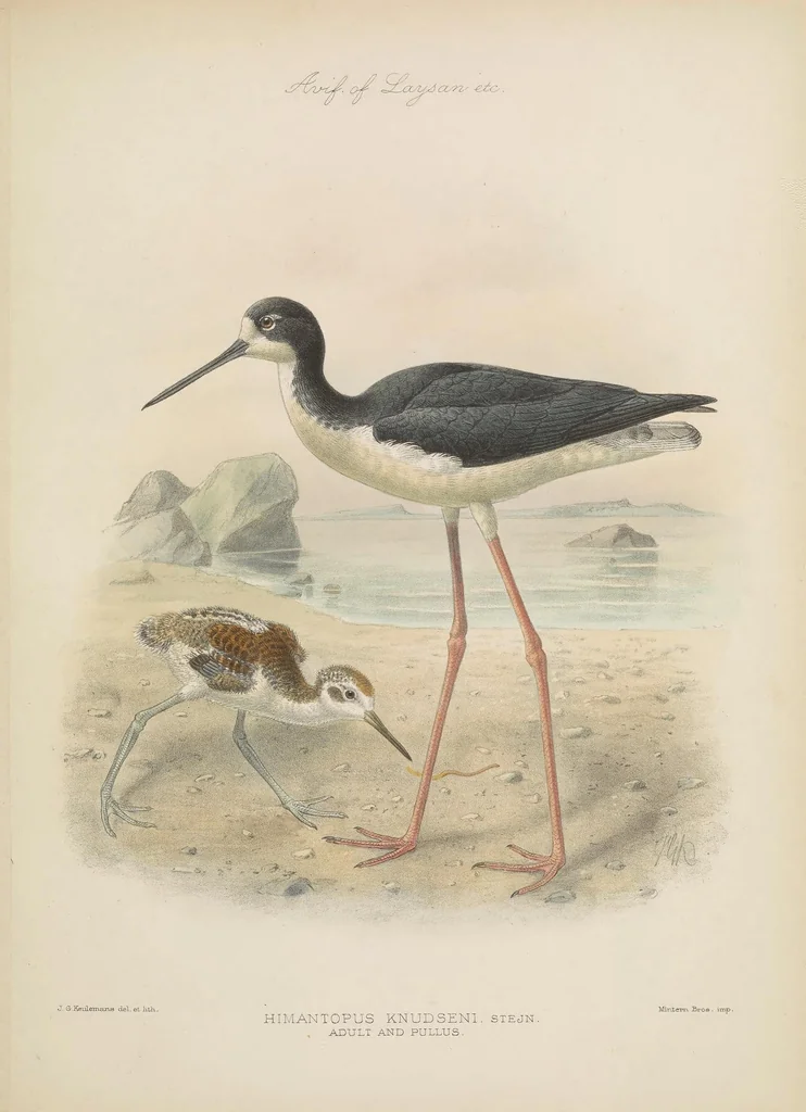 An illustration from The avifauna of Laysan and the neighbouring islands : with a complete history to date of the birds of the Hawaiian possessions, 1893, leaf 163