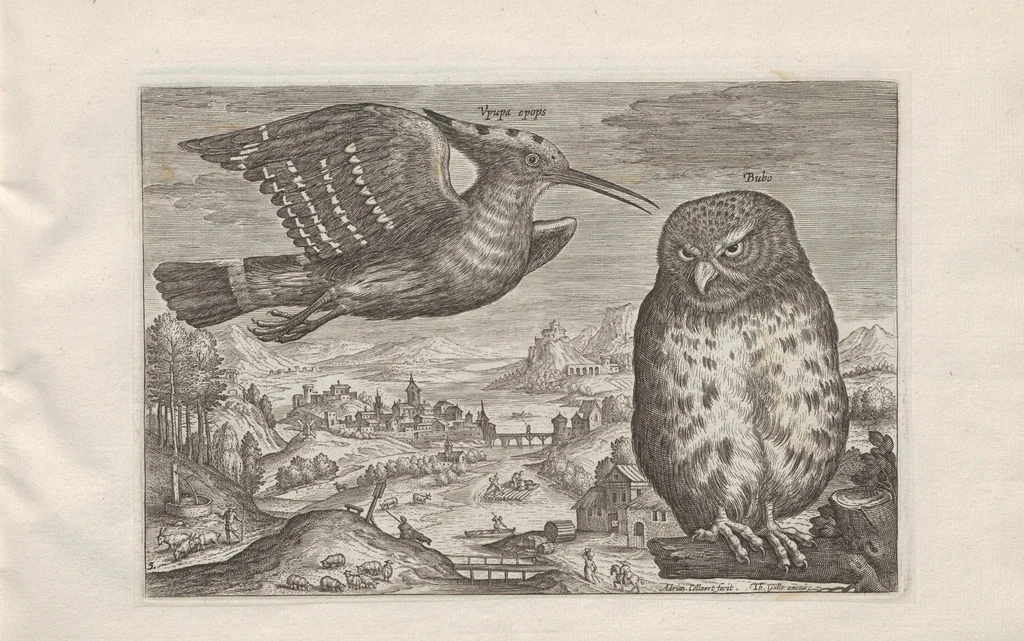 An illustration from Avium vivae icones, 1580, leaf 11