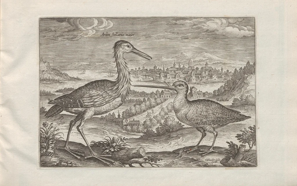 An illustration from Avium vivae icones, 1580, leaf 13