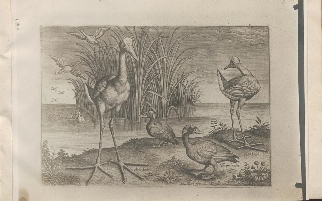 An illustration from Avium vivae icones, 1580, leaf 15