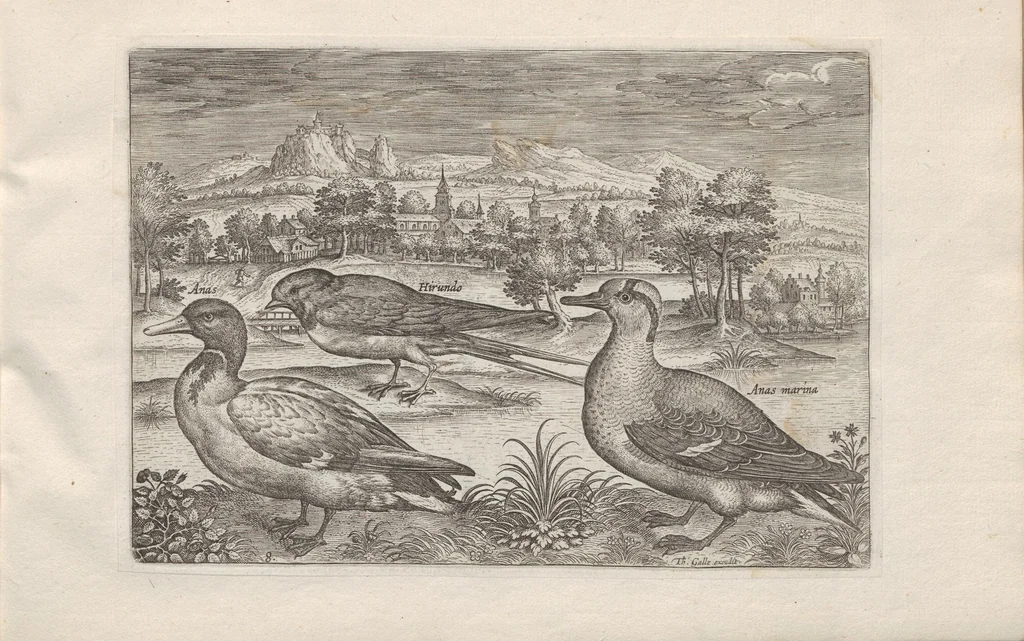 An illustration from Avium vivae icones, 1580, leaf 17