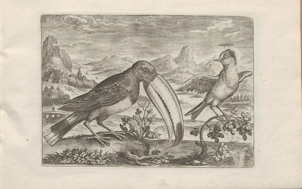 An illustration from Avium vivae icones, 1580, leaf 19