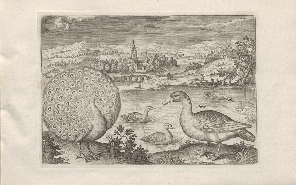 An illustration from Avium vivae icones, 1580, leaf 21