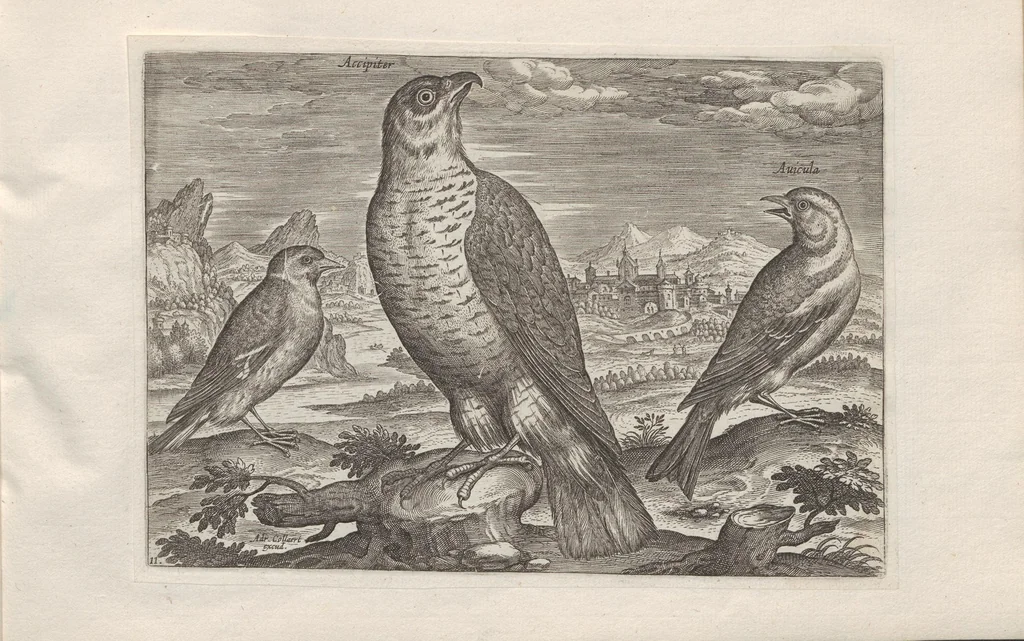 An illustration from Avium vivae icones, 1580, leaf 23