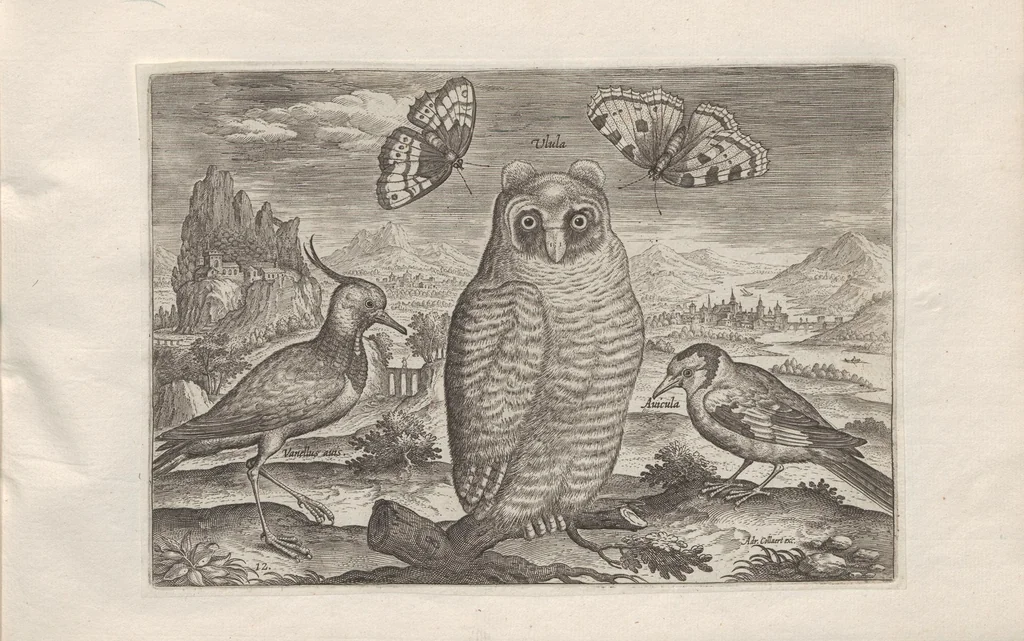 An illustration from Avium vivae icones, 1580, leaf 25