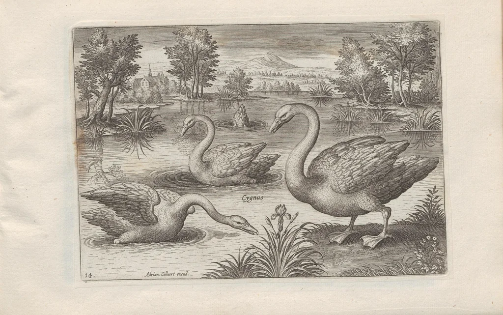An illustration from Avium vivae icones, 1580, leaf 29