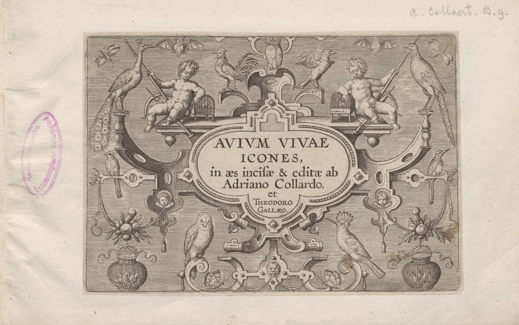 An illustration from Avium vivae icones, 1580, leaf 3