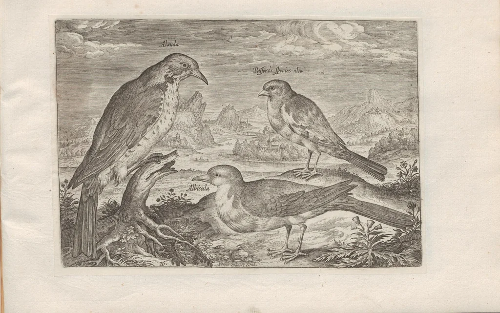 An illustration from Avium vivae icones, 1580, leaf 33