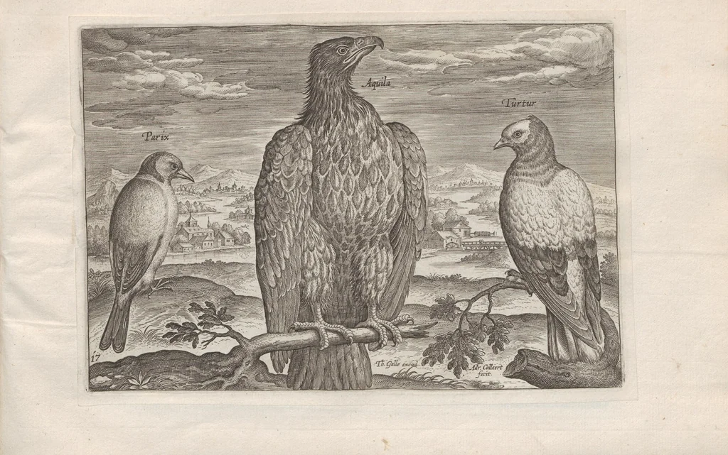 An illustration from Avium vivae icones, 1580, leaf 35